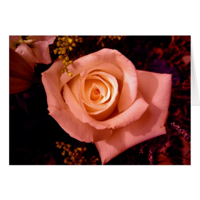 Kacieは上がりました (正面横)