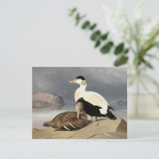 Kaksi Haahkaa by Ferdinand von Wright ポストカード (スタンド正面)