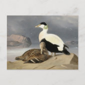 Kaksi Haahkaa by Ferdinand von Wright ポストカード (正面)