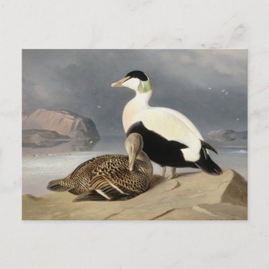 Kaksi Haahkaa by Ferdinand von Wright ポストカード (正面)