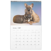 Kalender französische Bulldogge tolle Fotosammlung カレンダー (1月 2027)
