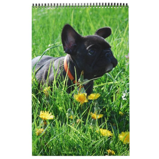 Kalender französische Bulldogge tolle Fotosammlung カレンダー (カバー)