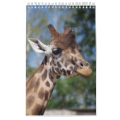 Kalender-Giraffen カレンダー (カバー)