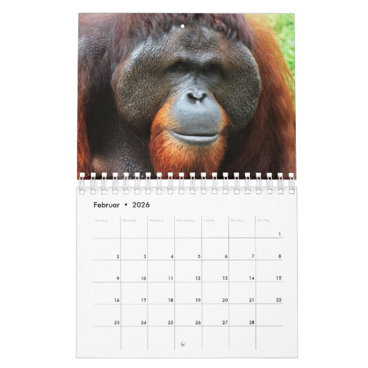 Kalender-Orangutan カレンダー (2月 2026)