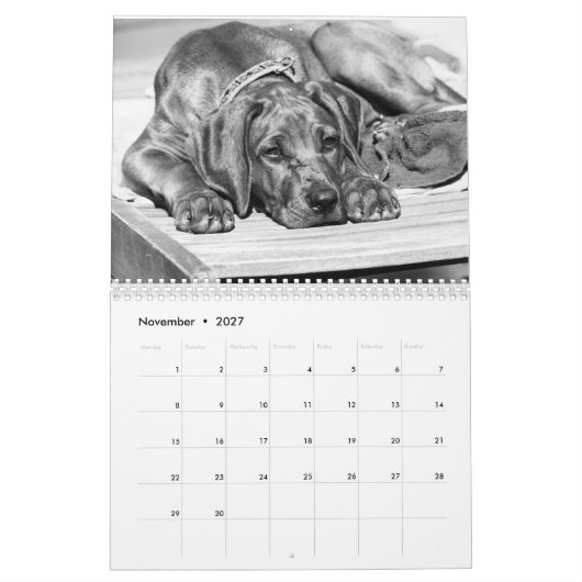 Kalender Rhodesian Ridgeback - Liondog - 15 Monate カレンダー (11月 2027)
