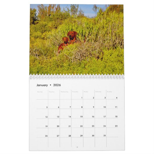 Kalender Rhodesian Ridgeback - Liondog - 15 Monate カレンダー (1月 2026)