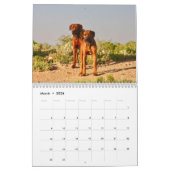 Kalender Rhodesian Ridgeback - Liondog - 15 Monate カレンダー (3月 2026)