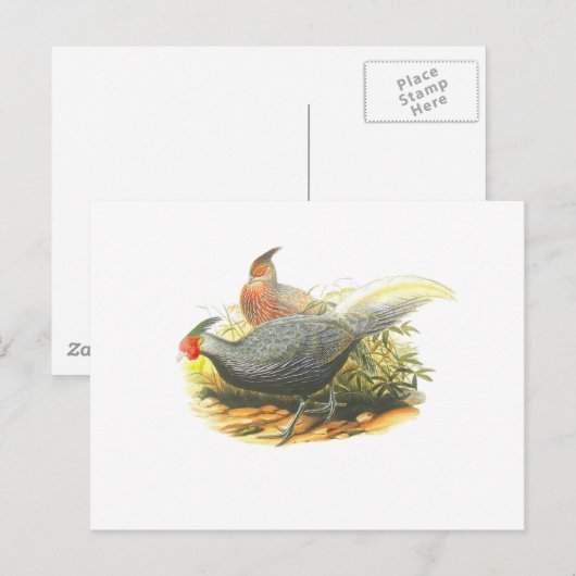 Kalijのキジ ポストカード (正面/裏面)