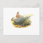 Kalijのキジ ポストカード (正面)