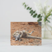 Kangaroo転がの/遊ダート葉書に ポストカード (スタンド正面)