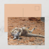 Kangaroo転がの/遊ダート葉書に ポストカード (正面/裏面)