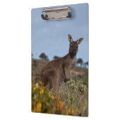 Kangaroo Australia写真 クリップボード (左)