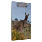 Kangaroo Australia写真 クリップボード (右)