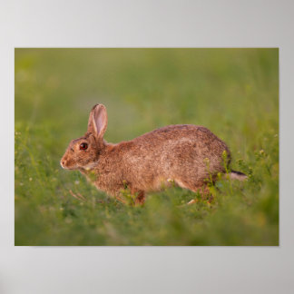 Kaninchen auf Wiese Poster ポスター