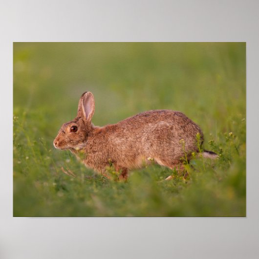 Kaninchen auf Wiese Poster ポスター (正面)