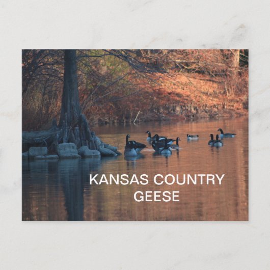 KANSASカントリーGEESEはがき ポストカード (正面)