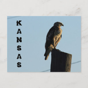 Kansas Hawk on a Pole close up Post Card. ポストカード