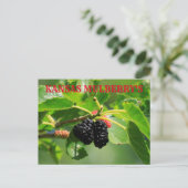 Kansas Mulberry's Close up Post Card ポストカード (スタンド正面)
