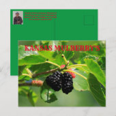 Kansas Mulberry's Close up Post Card ポストカード (正面/裏面)