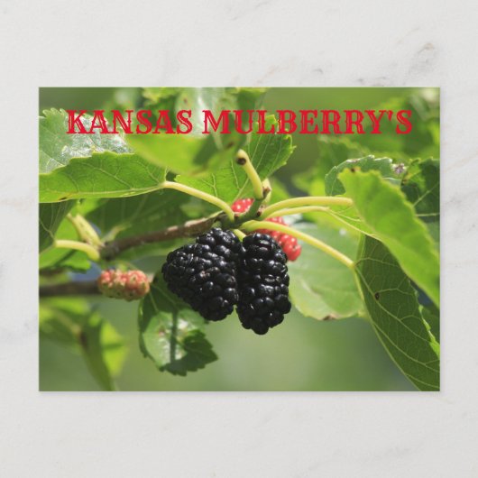 Kansas Mulberry's Close up Post Card ポストカード (正面)