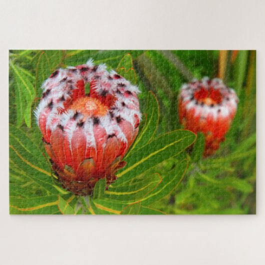 KARIKARI開花20x30インチ ジグソーパズル (横)