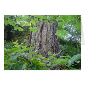 Karte5, Baumstamm/Blattterkranz, Kartenserie Wald