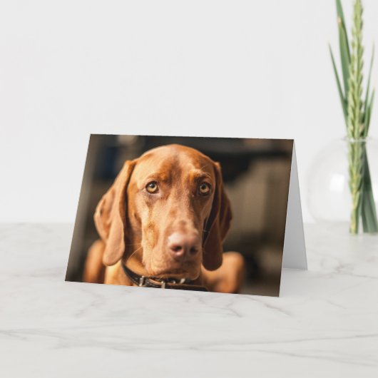 Karte mit Motiv "Magyar Vizsla" カード (正面)