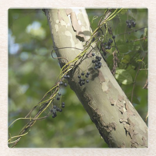 KASによる"野生のブドウ"の元の芸術 ガラスコースター (正面)