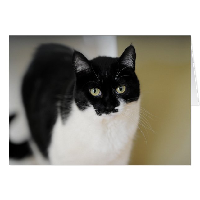 Katieの子猫 (正面横)