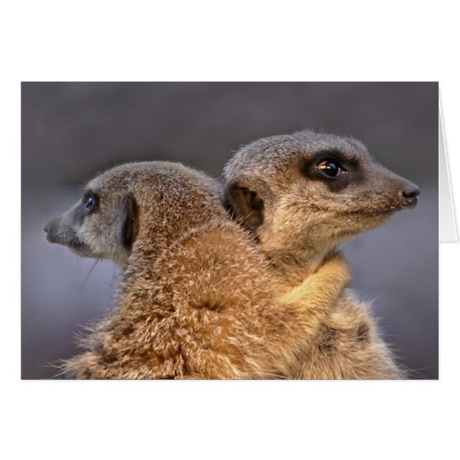 Kats愛らしいカード (正面横)