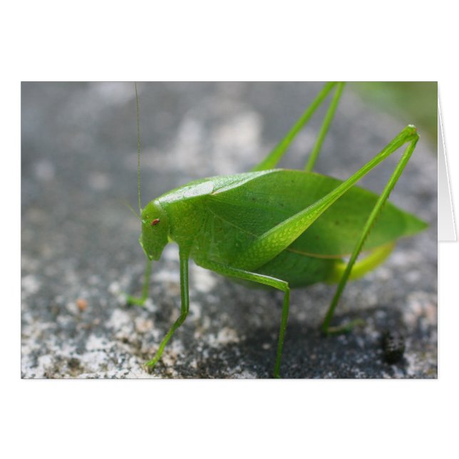 Katydidのバッタの自然の写真撮影カード (正面横)