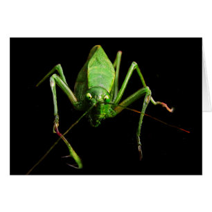Katydidの空白のなカード