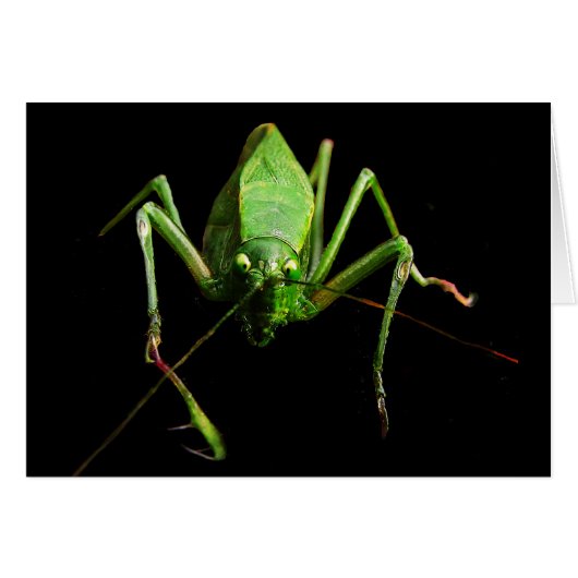 Katydidの空白のなカード (正面横)