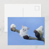 Kätzchenfrühling ポストカード (正面/裏面)