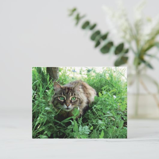 Katze ポストカード (スタンド正面)