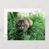 Katze ポストカード (正面/裏面)