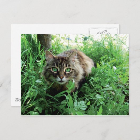 Katze ポストカード (正面/裏面)