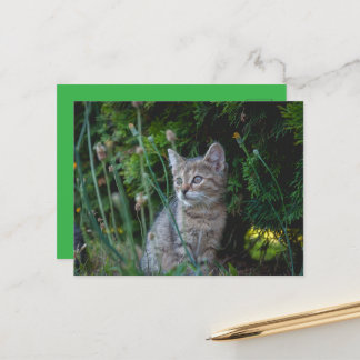 Katze - Haustiere Karte ポストカード