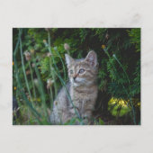 Katze - Haustiere Karte ポストカード (正面)