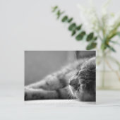 Katze SW ポストカード (スタンド正面)