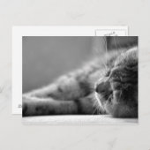 Katze SW ポストカード (正面/裏面)