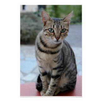 Katze, Tigerkatze, Kätzchen  ポスター