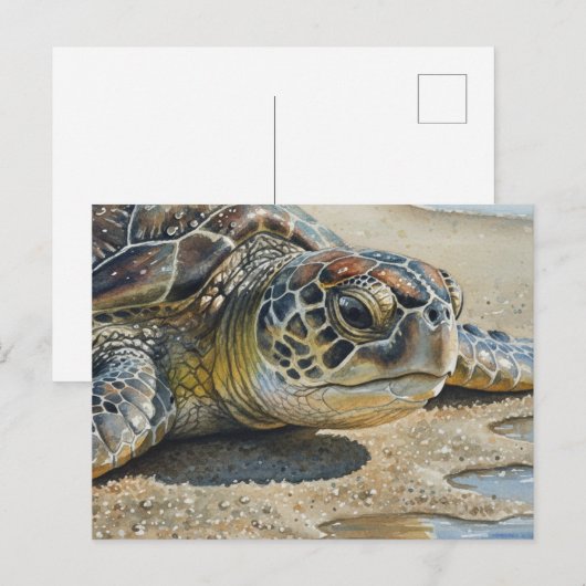 Kauai Sea Turtle Close up ポストカード (正面/裏面)