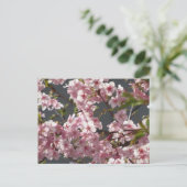 Kawazu-zakura (Cherry Blossom): Tokyo ポストカード (スタンド正面)