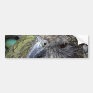 Kea バンパーステッカー