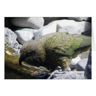 Kea: 高山のオウム