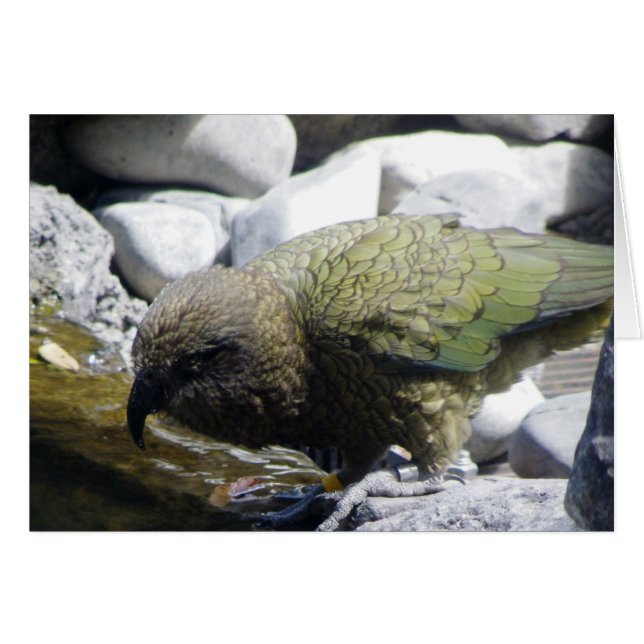 Kea: 高山のオウム (正面横)
