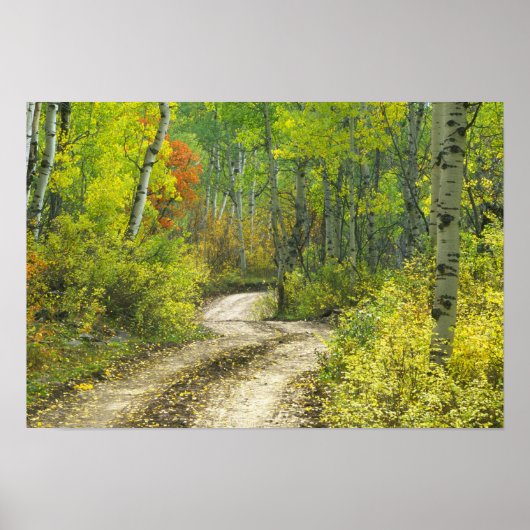 Keblerの秋の色と《植物》アスペンの道路 ポスター (正面)