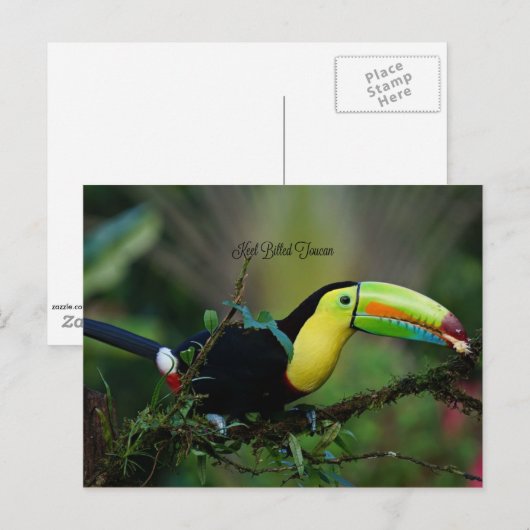 Keel Bed Toucan、熱帯鳥 ポストカード (正面/裏面)