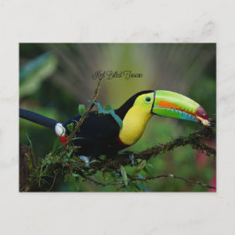 Keel Bed Toucan、熱帯鳥 ポストカード